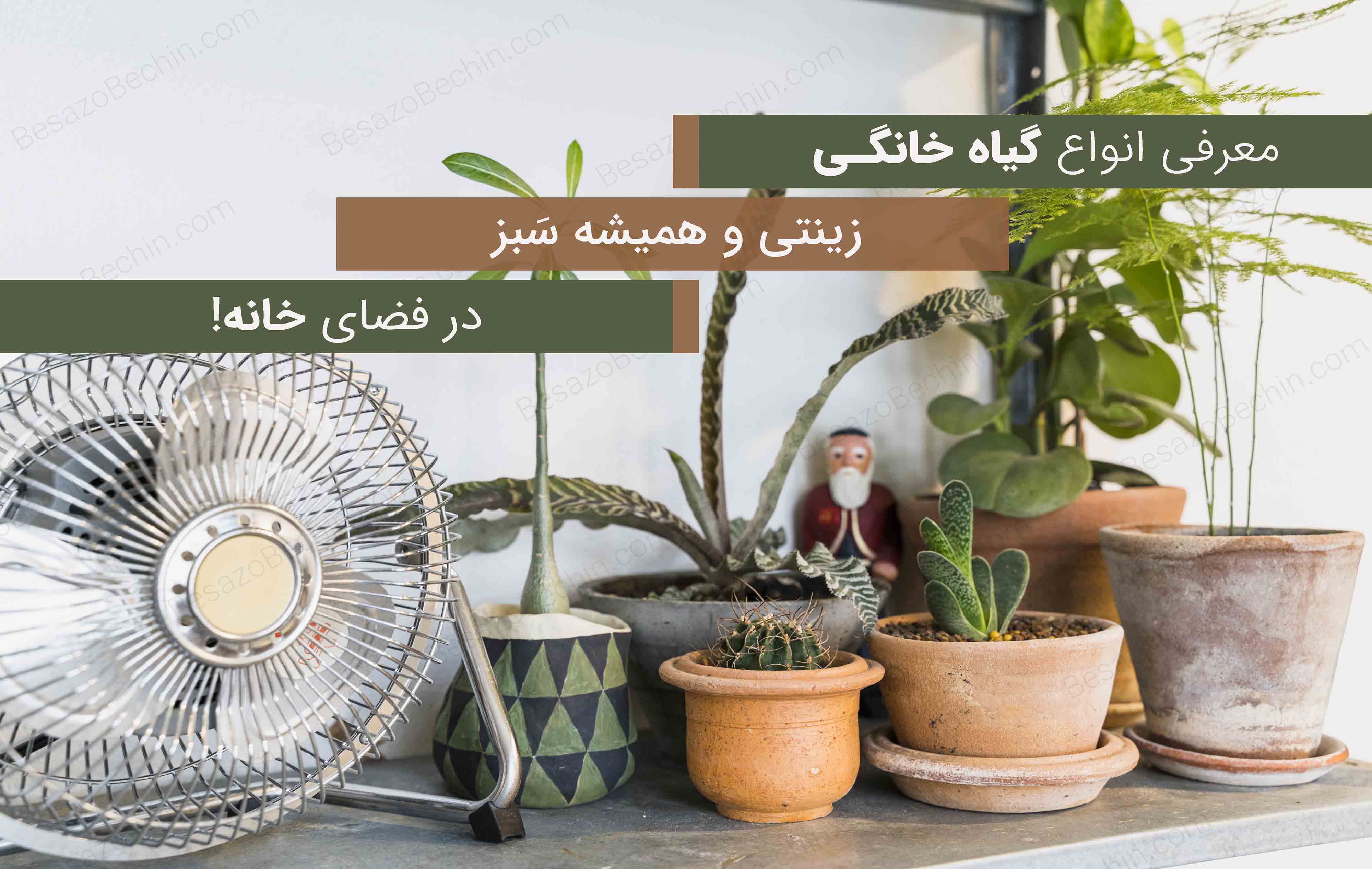 معرفی 10 نوع گیاه خانگی زینتی همیشه سبز در فضای خانه!